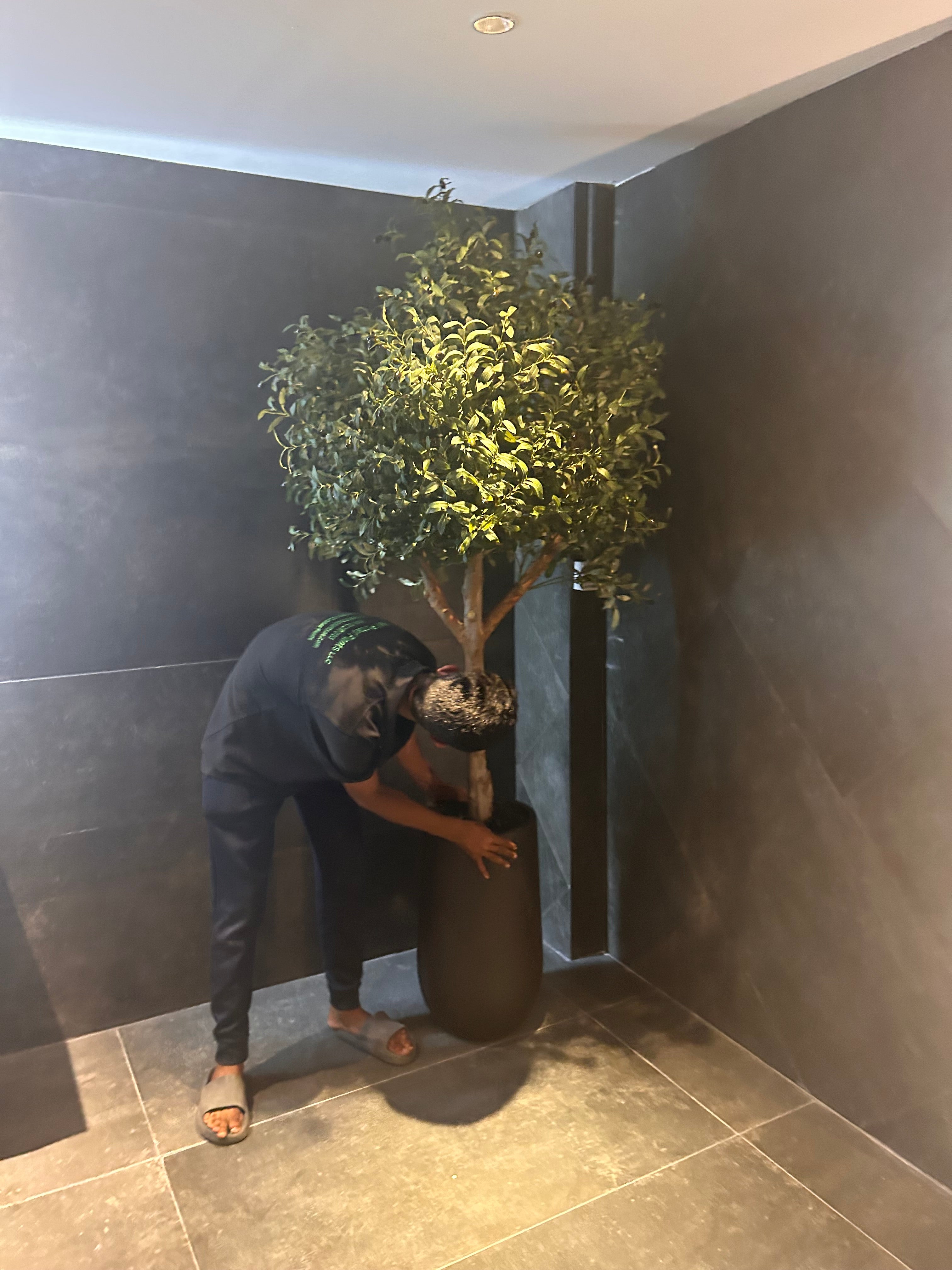 Artificial Olive XLarge in Fiber Matte Pot