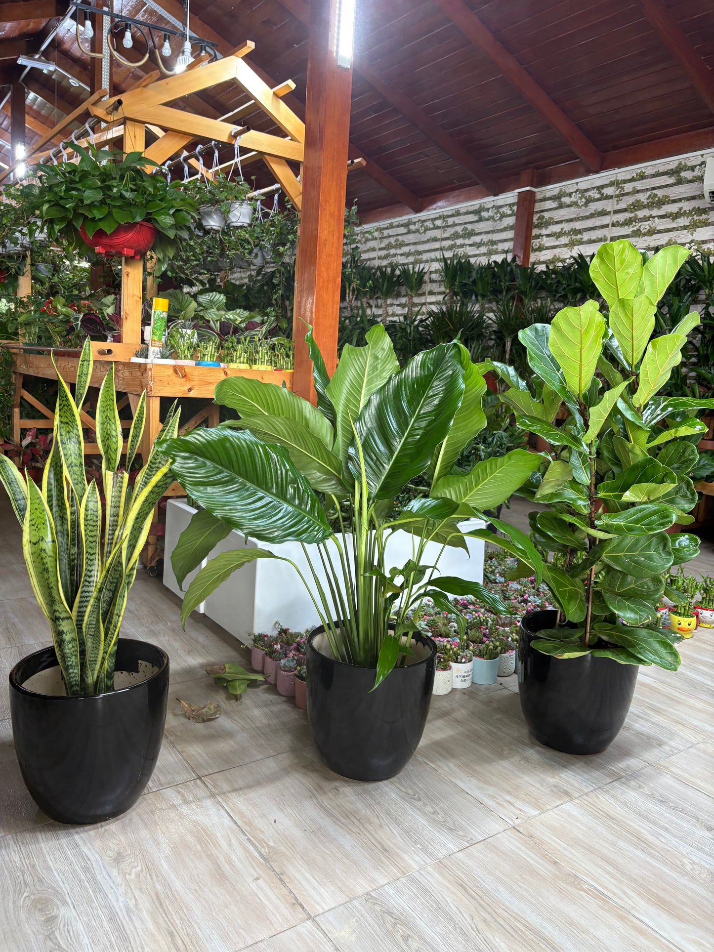 Air Purifying Bundle 2 Plants + 1