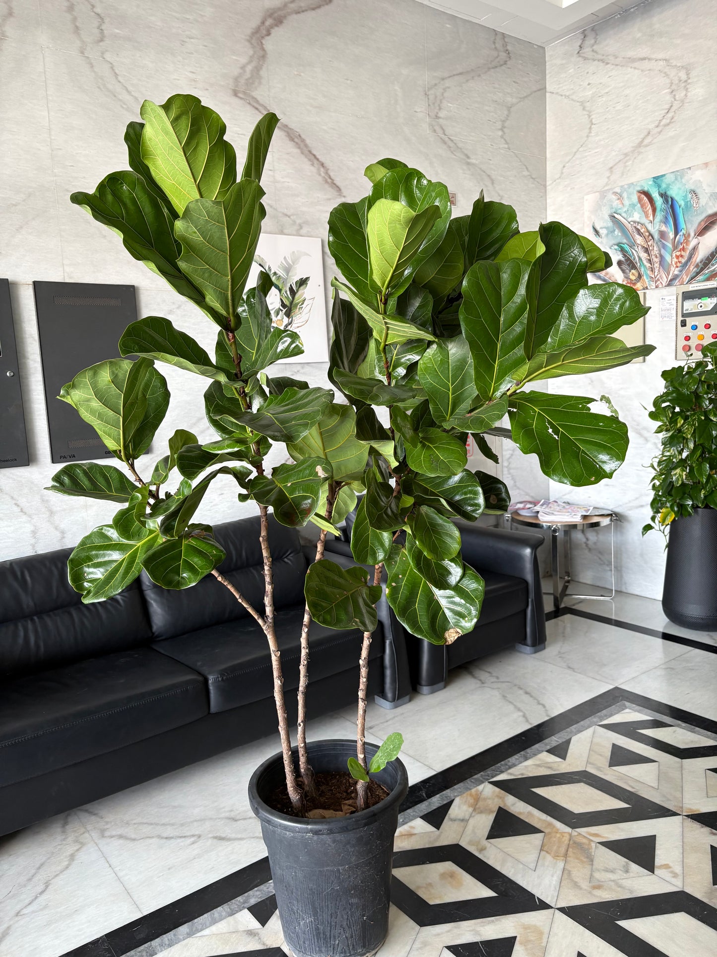 Fiddle XLarge Plant Promo
