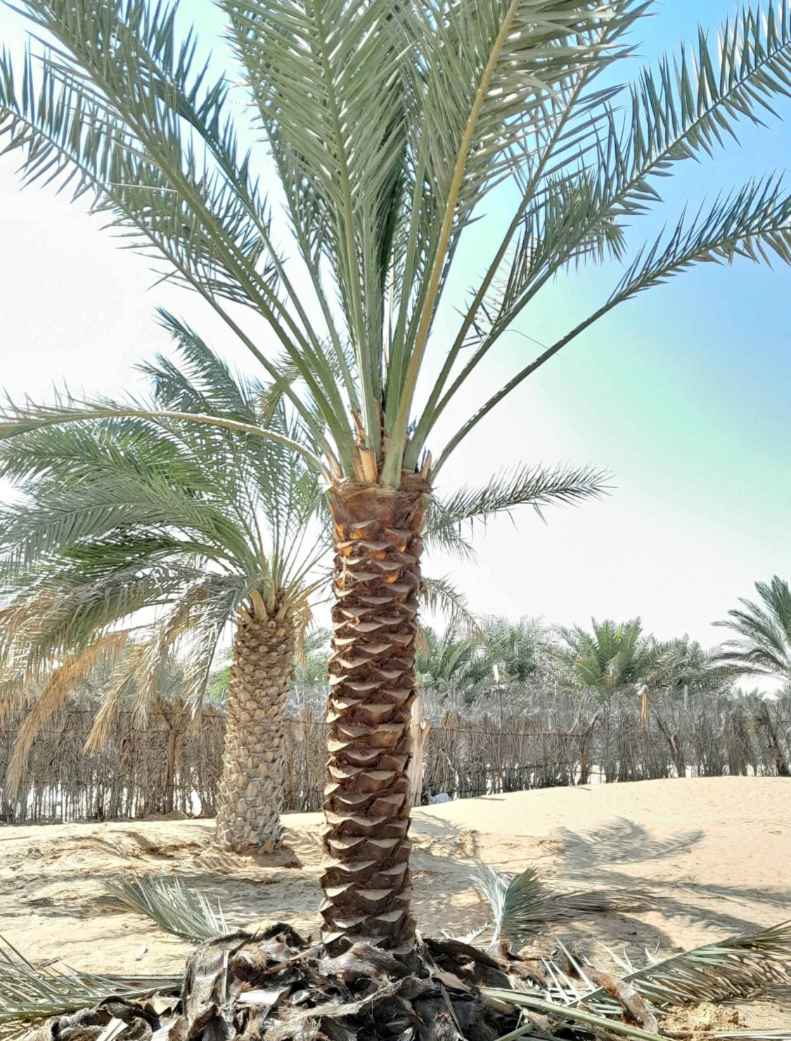 Date Palm Premium 2m Plants UAE.