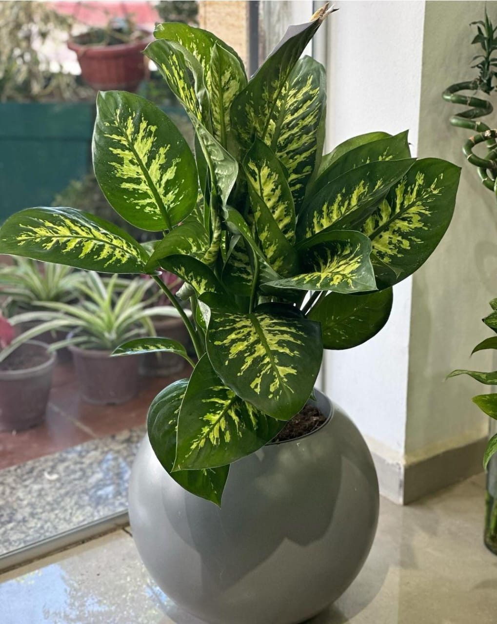 Dieffenbachia Premium in Fiber Pot Indoor Plants UAE.
