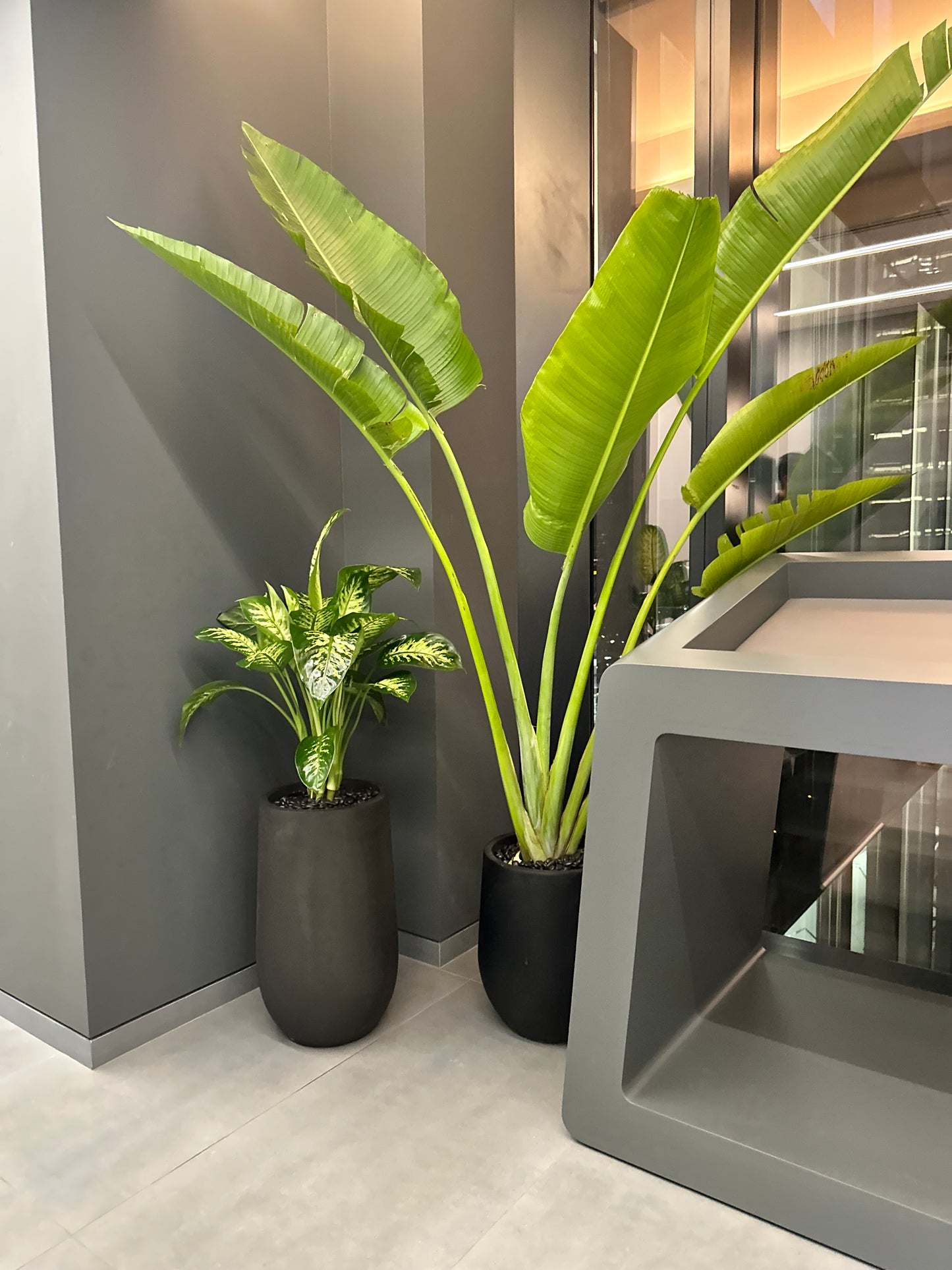 AA Premium Office Plants Bundle in Fiber Pot New