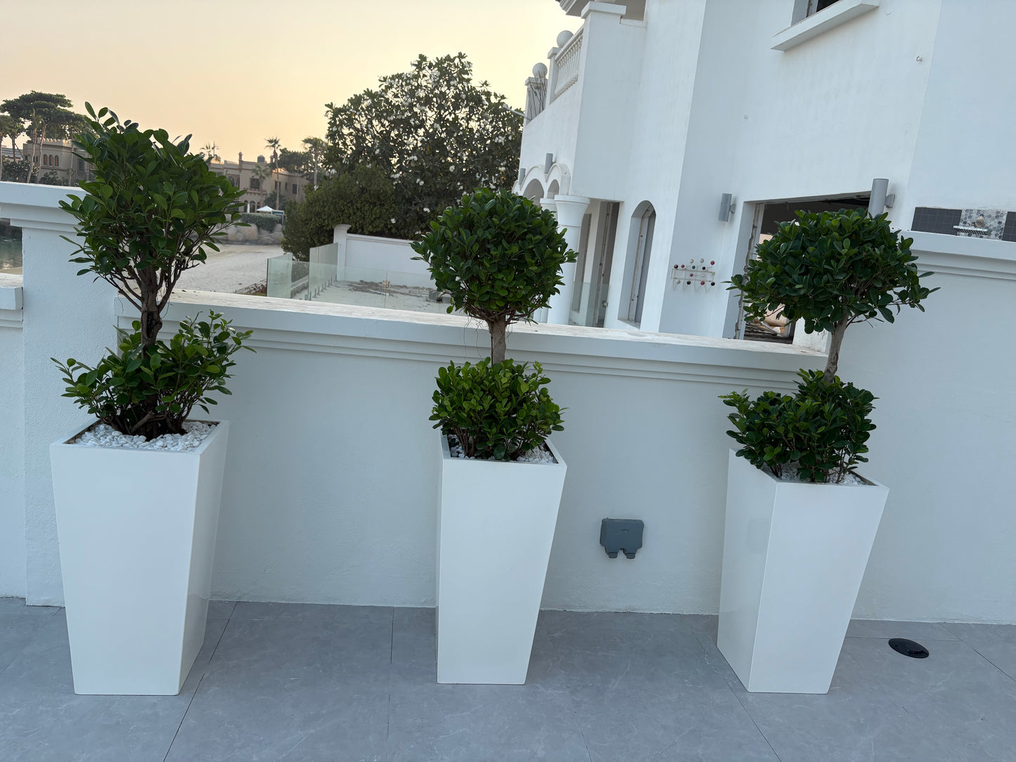 Double Head Ficus in Long Pot