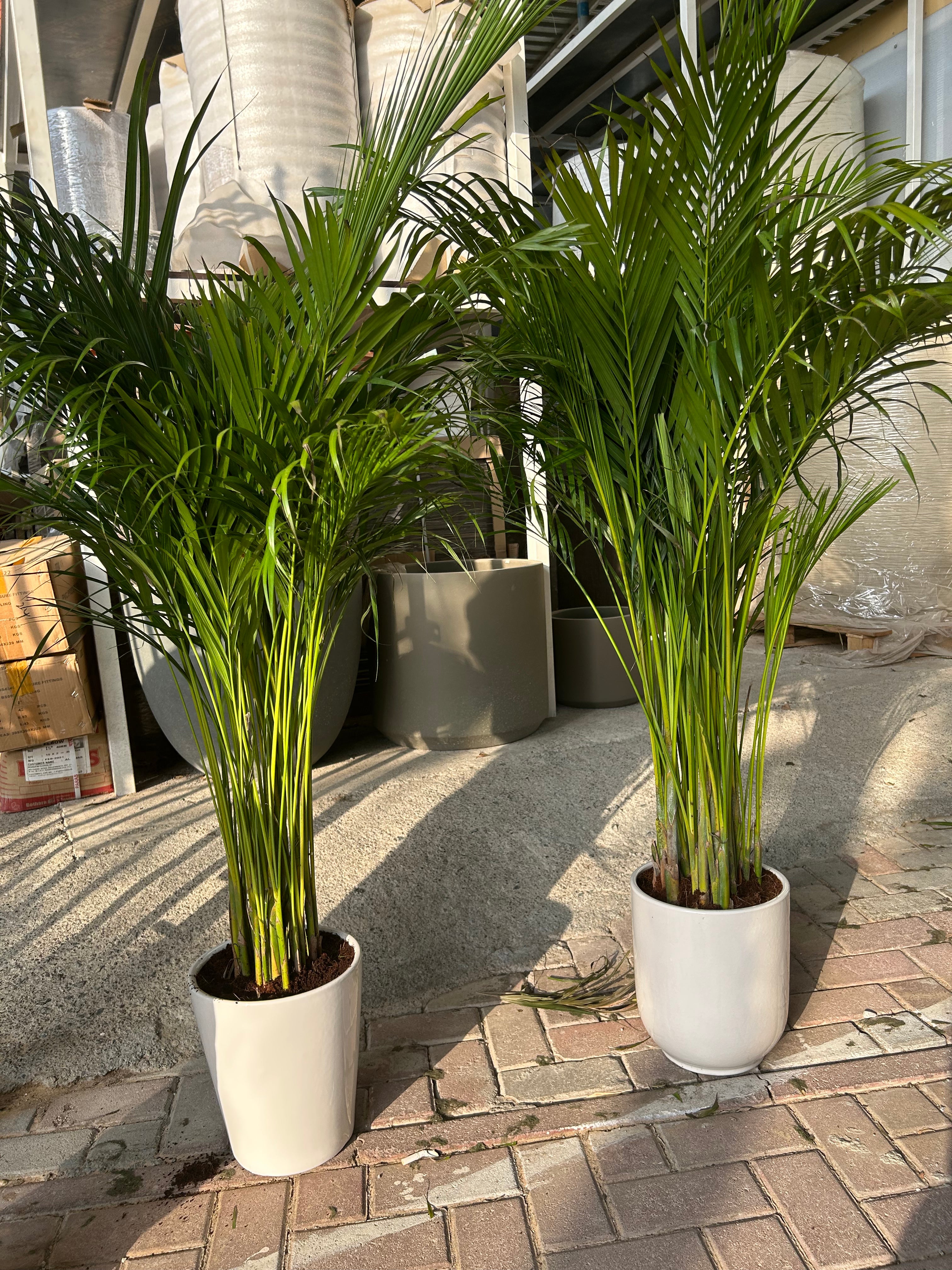 Areca Palm in white pot Each PROMO Best Seller