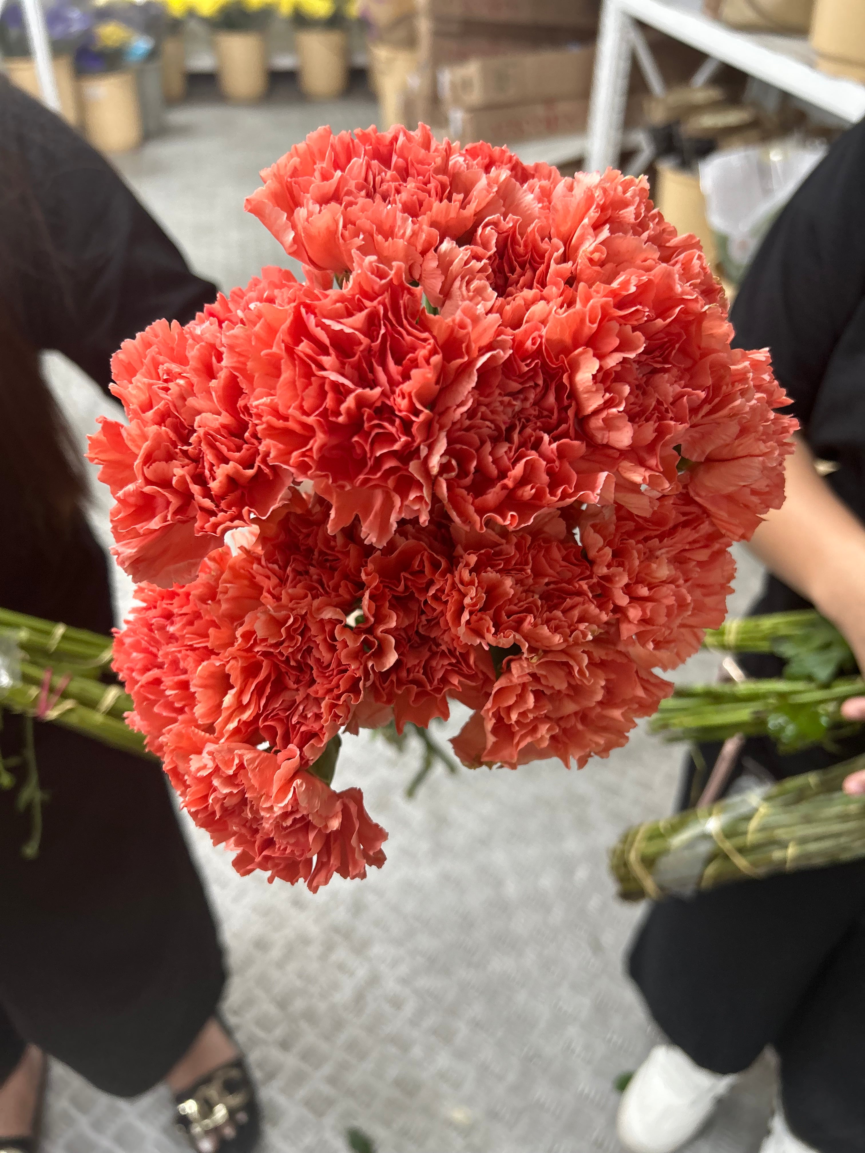 Fresh Flowers Carnation 12pcs Best Seller