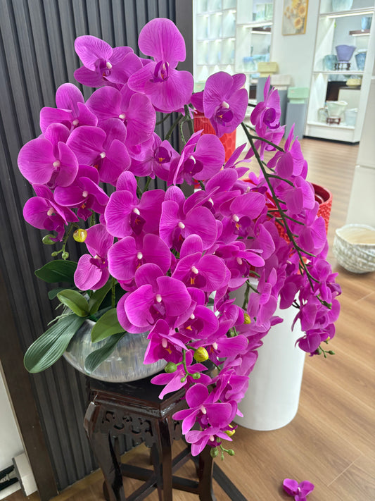 Orchid XLarge Premium