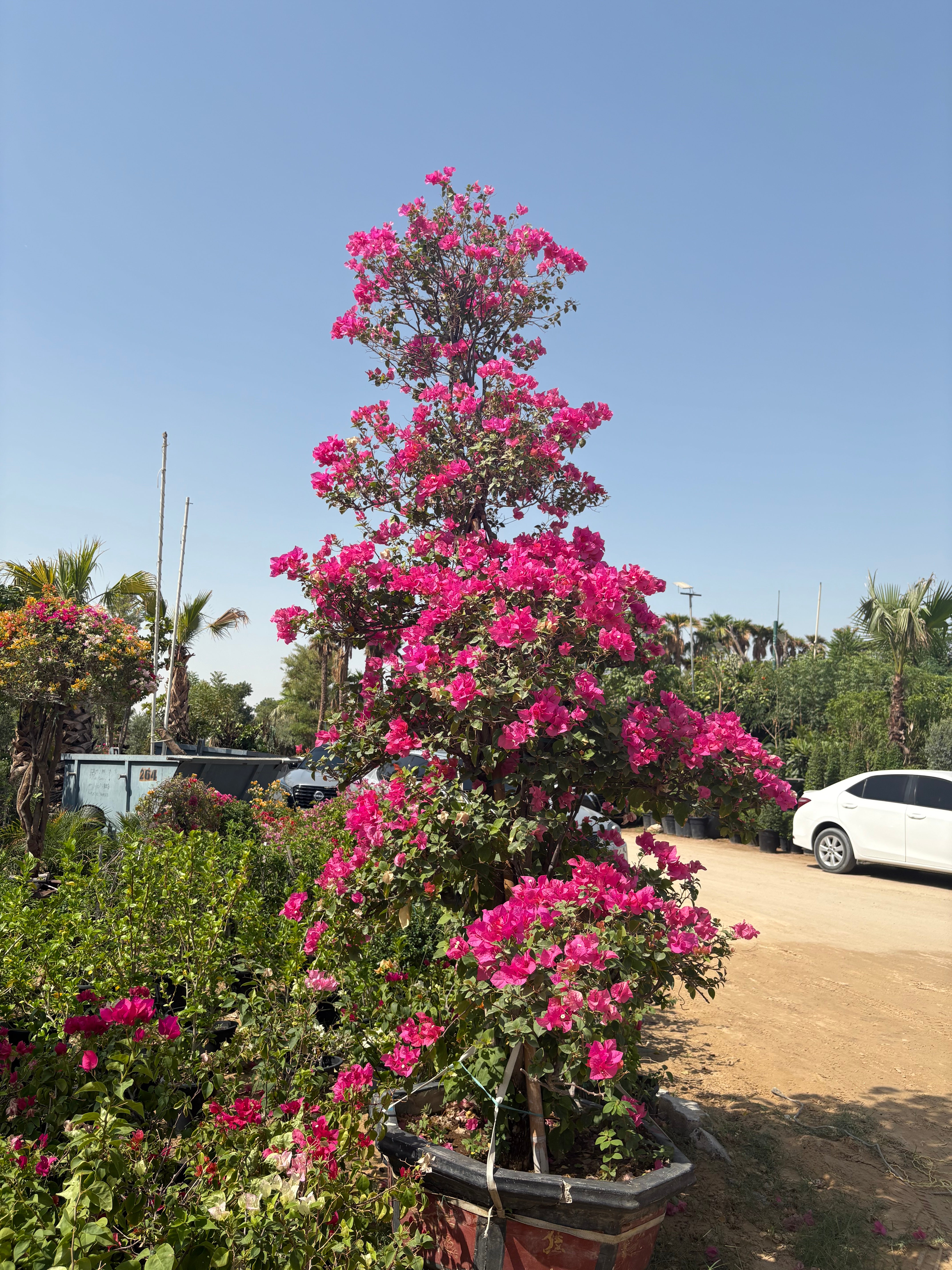 Bougainvillea Bonsai Giant Premium Rare Collectible Plant
