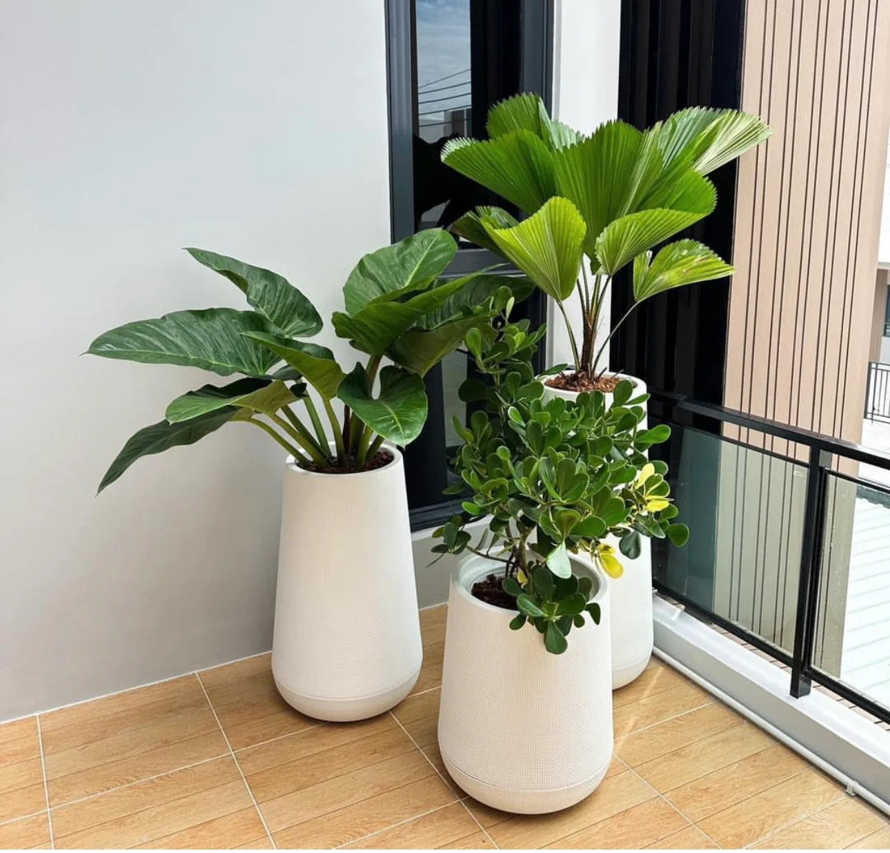 Three potted plants in white pots on a tiled floor next to a glass door.