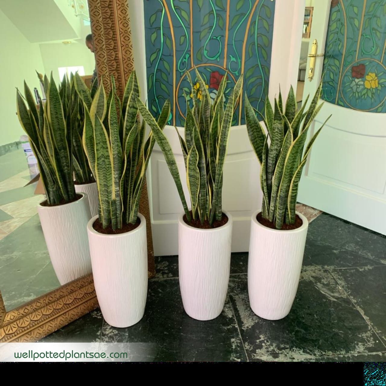 Office Plants Snakeplant Big New