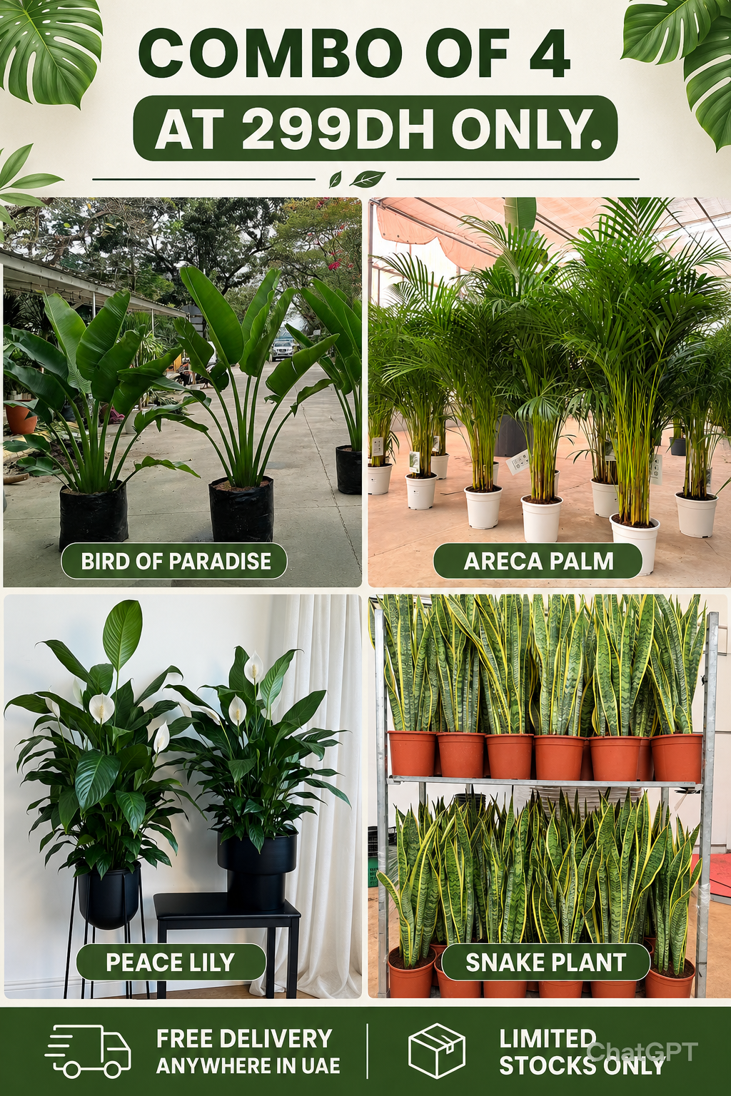Combo of 4 Plants at 299DH