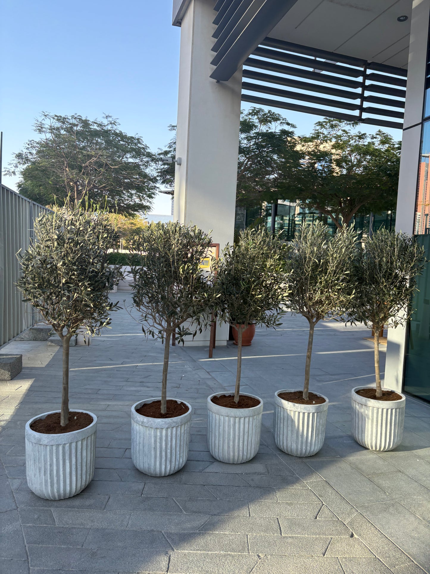 Olive Tree Premium in Rustic Fiber Pot