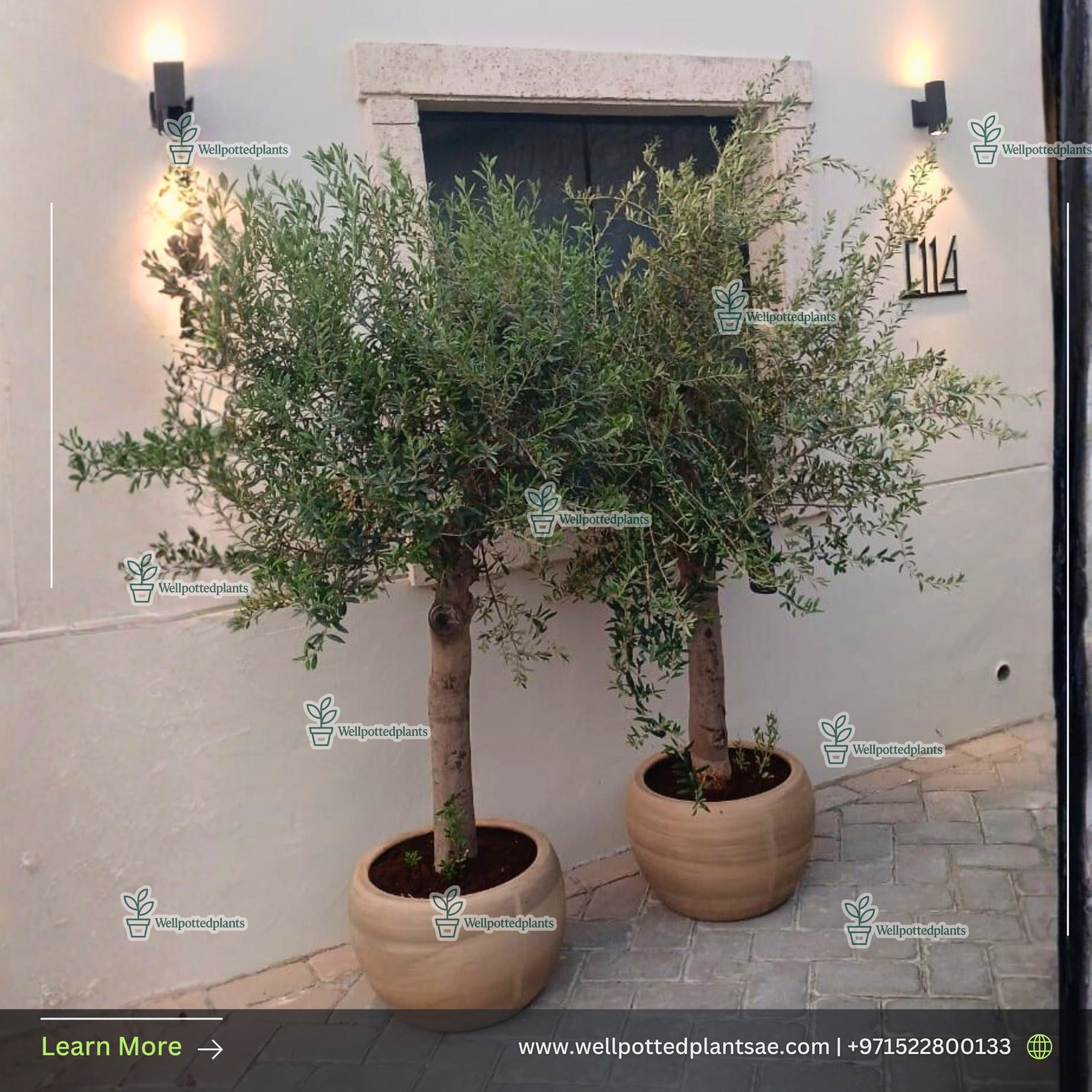 Olive Tree Extra Large Bundle 2pc Plants UAE