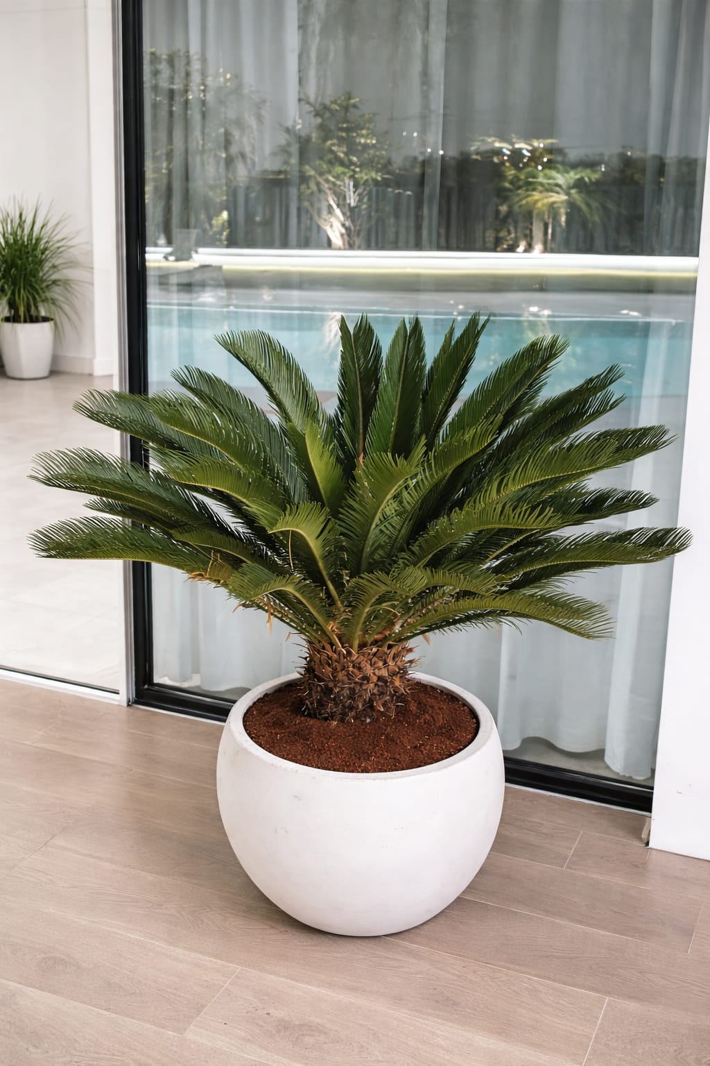Fiber Balcony Plant Dubai Online. Potted palm plant on a wooden floor with a glass door in the background