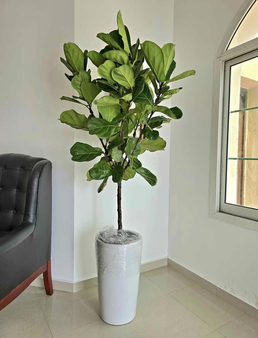 Ficus Fig Tree Clearance Sale Giant 2m Plants UAE.