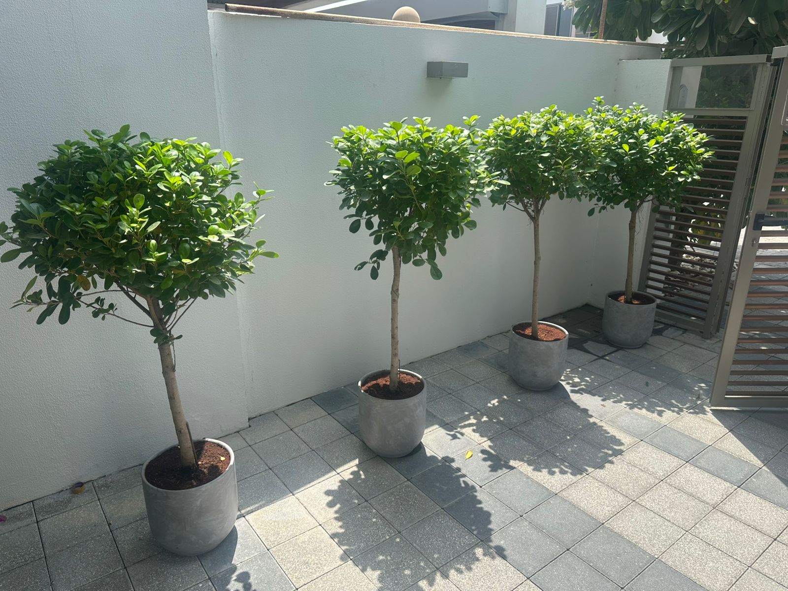 Ficus Outdoor Plant Premium in Concrete Grey Plants UAE