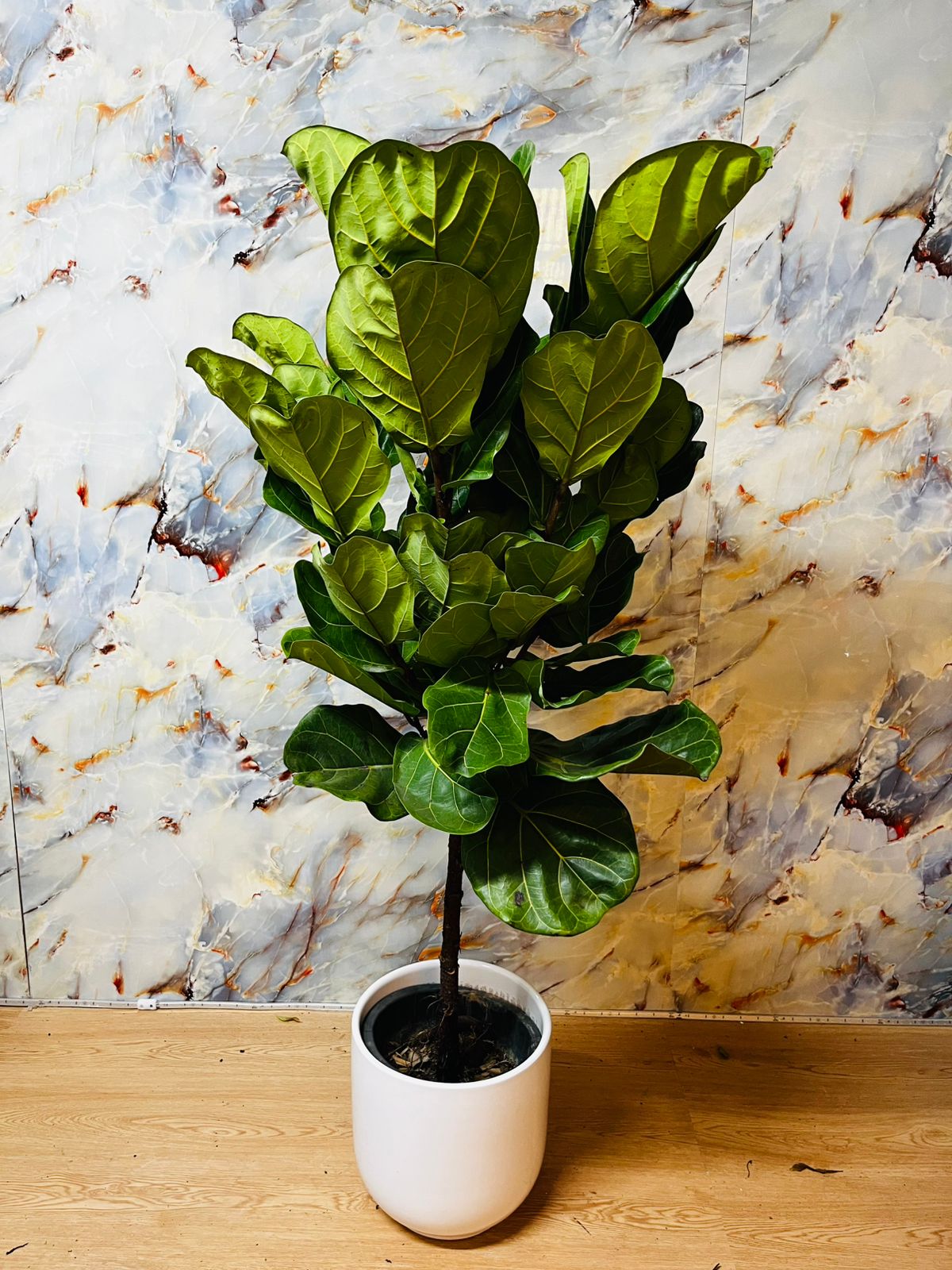 Fiddle New Arrival Medium Size 1.6m to 1.8m Plants UAE