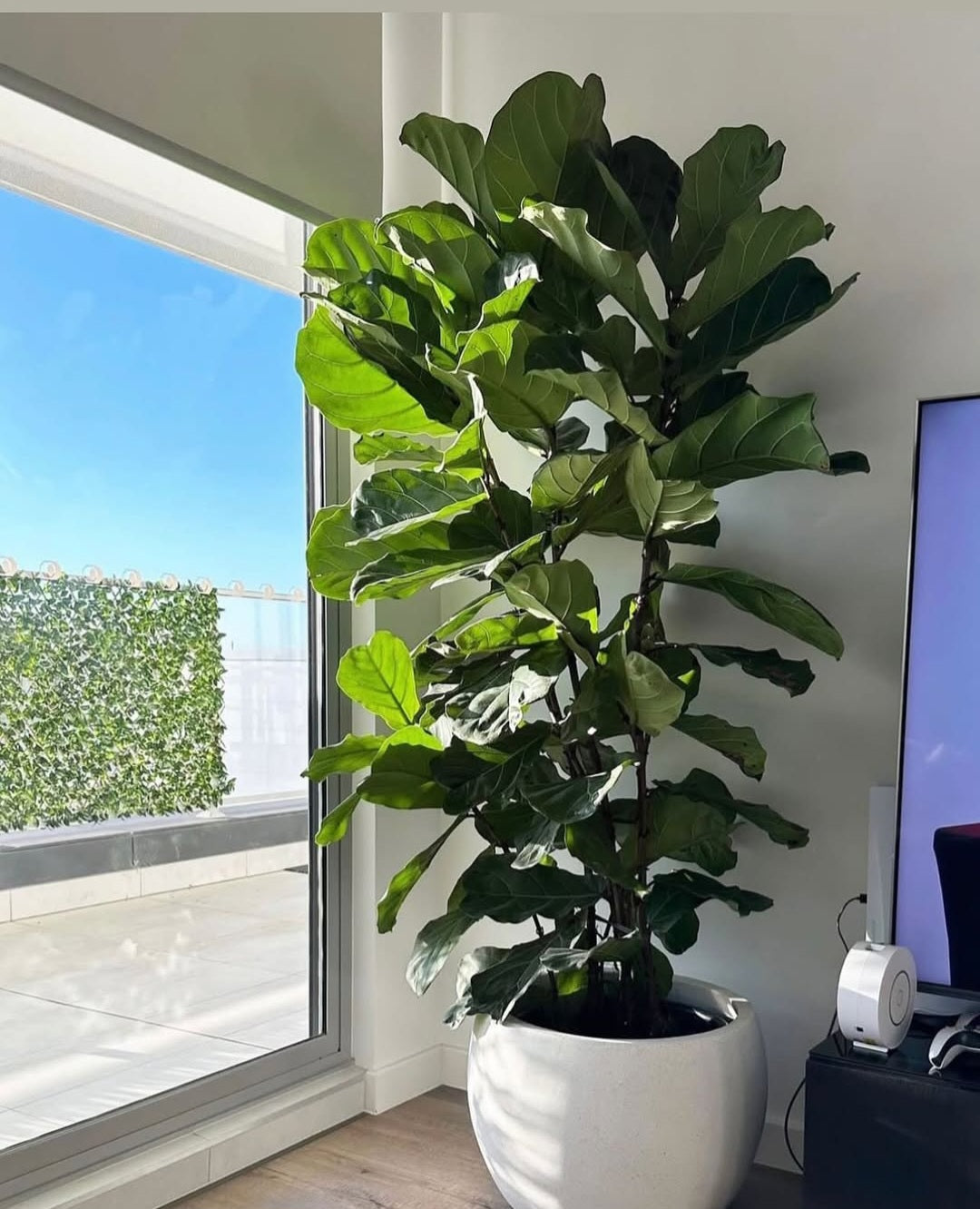 Fiddle Premium from Holland in Fiber 2.2m to 2.5m Indoor Office Plants Dubai