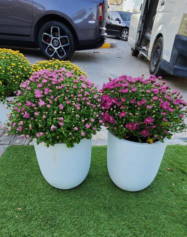 Flower for Balcony Bundle Plants UAE. Two flower pots with pink flowers on a grassy area with vehicles in the background.
