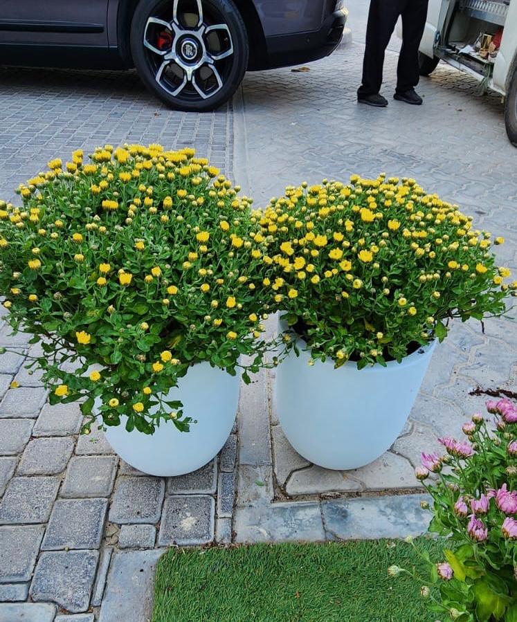Flower for Balcony Bundle Plants Dubai. Two potted plants with yellow flowers on a paved driveway.