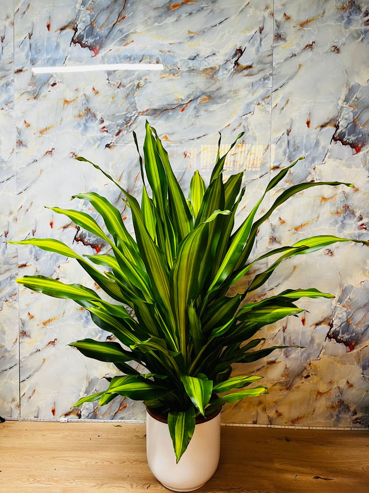 Fortune Plant Rare Indoor Plant in UAE.