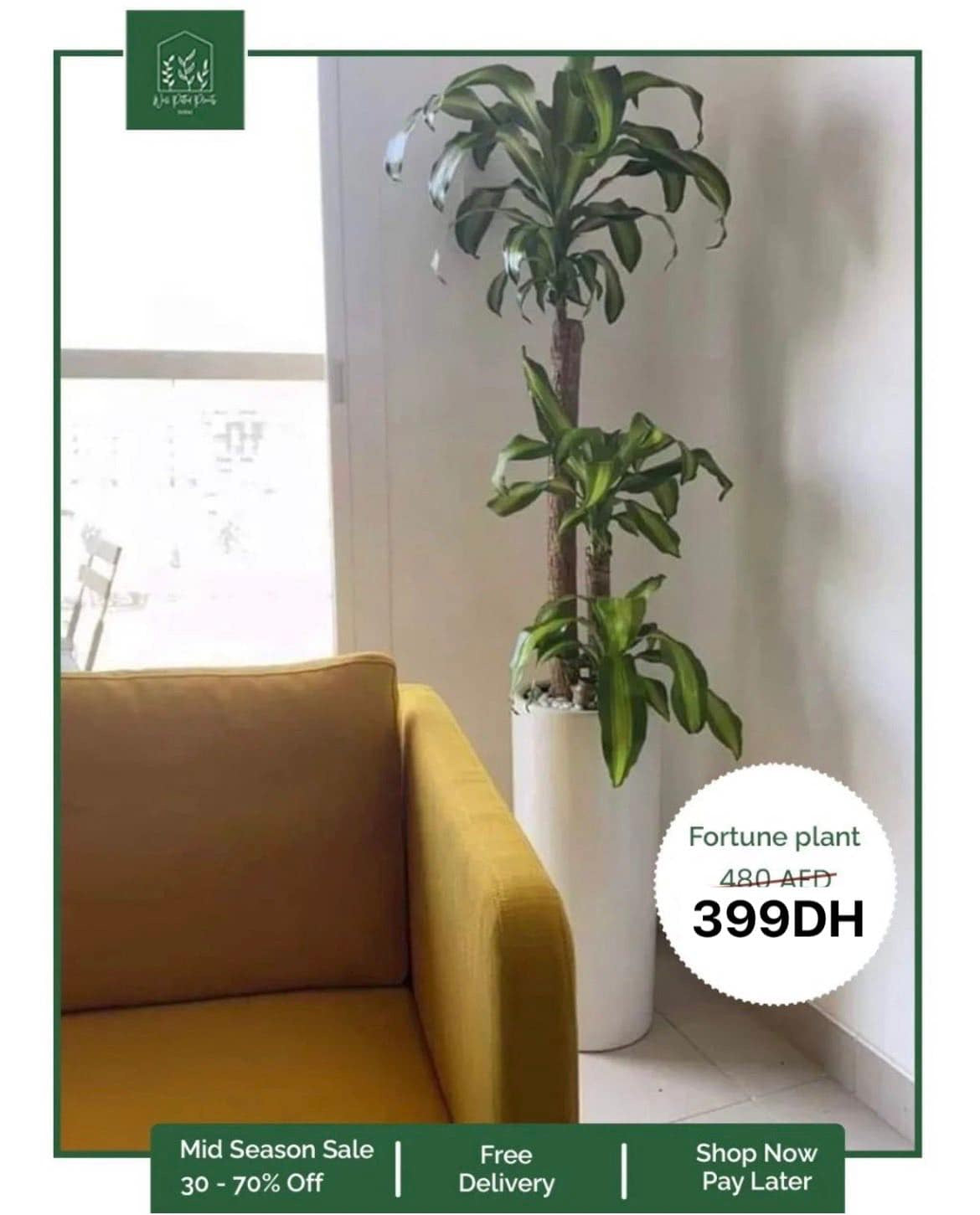 Fortune Plant with 3 Heads for 399DH Plants Dubai