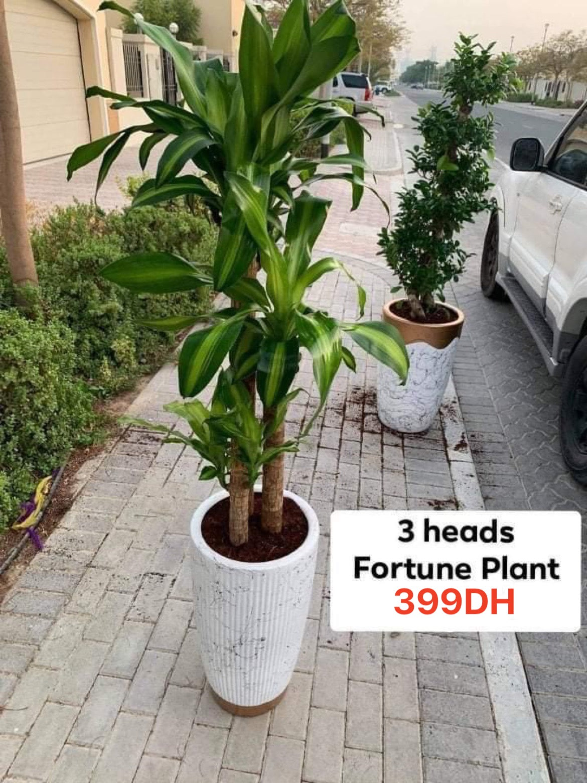 Fortune Plant with 3 Heads for 399DH Plants UAE