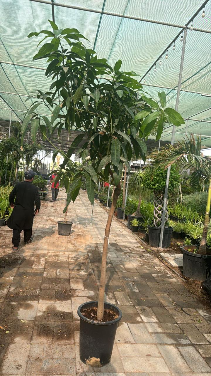 Fruit Tree Mango Tree in UAE. Potted plant on a stone path with people walking in a greenhouse setting.