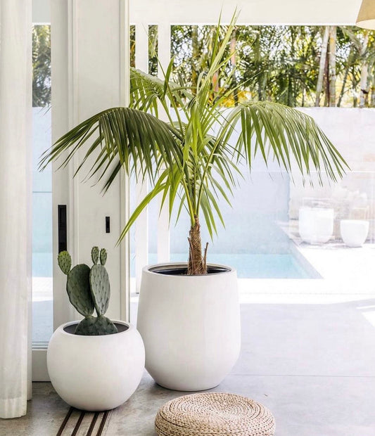 Outdoor Plants Bundle (Coconut + Cactus) in Fiber Pots