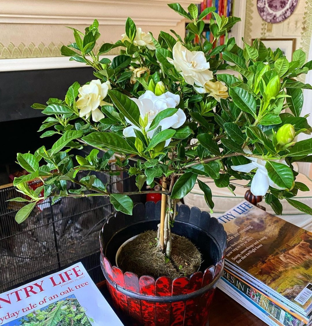 Gardenia table plant Office Indoor Plants Dubai