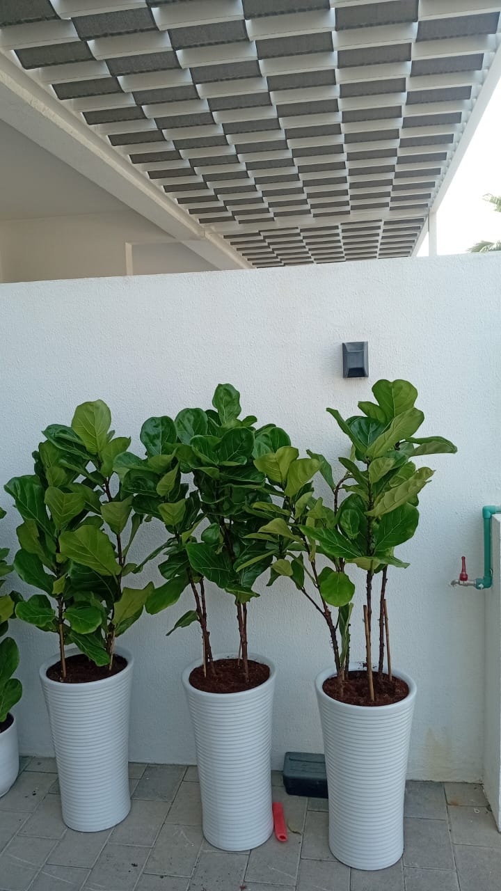 House Plants 11 Plants Bundle Dubai
