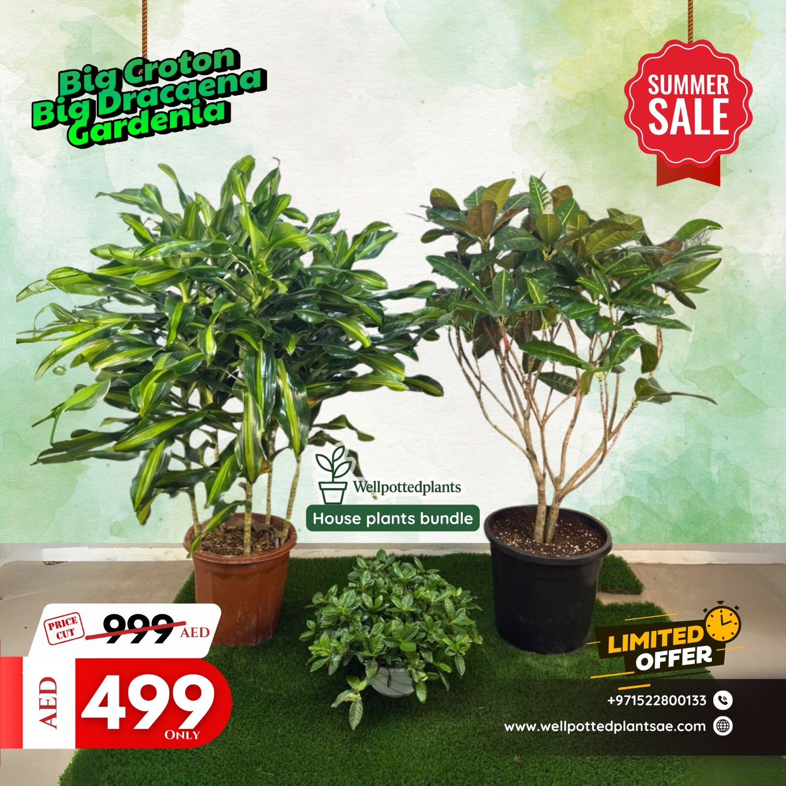 House Plants Bundle (3pc) Indoor Plants UAE