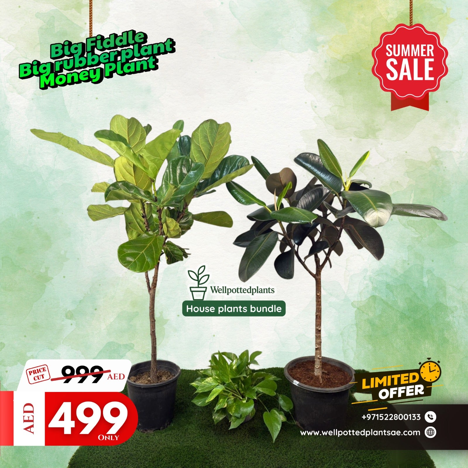 House Plants Fiddle + Rubber Plant + Money Plant Bundle (3pc) Plants UAE