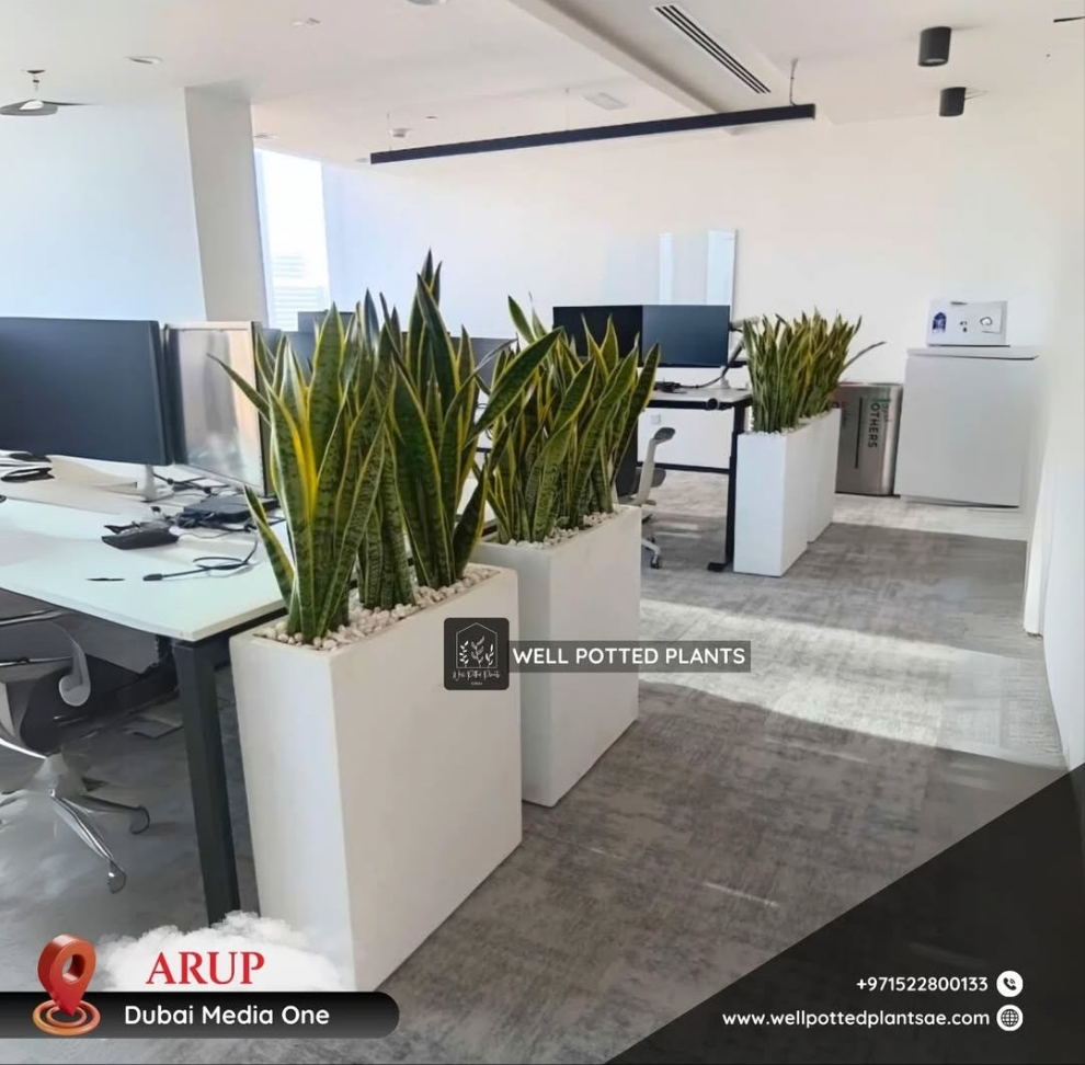 Snakeplant Office Plants in Fiber Long Each