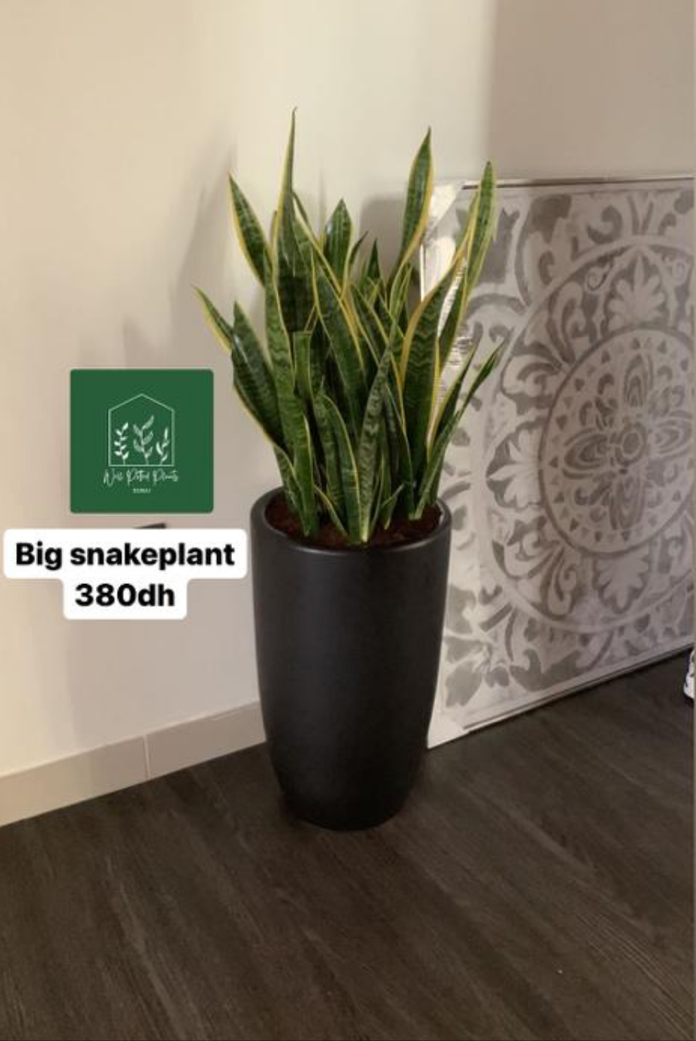 Office Snakeplant