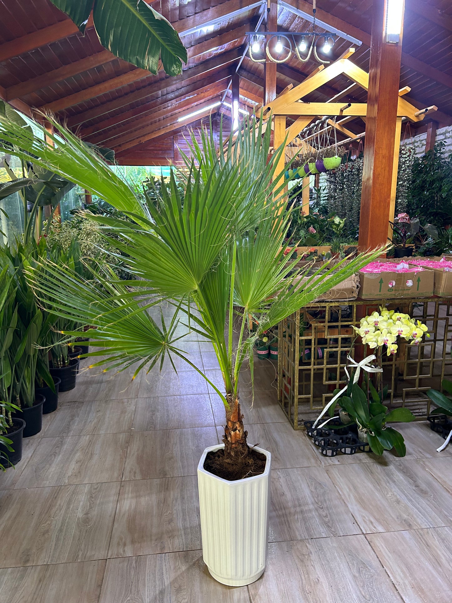 199DH Washintonia Big in Long Pot PROMO
