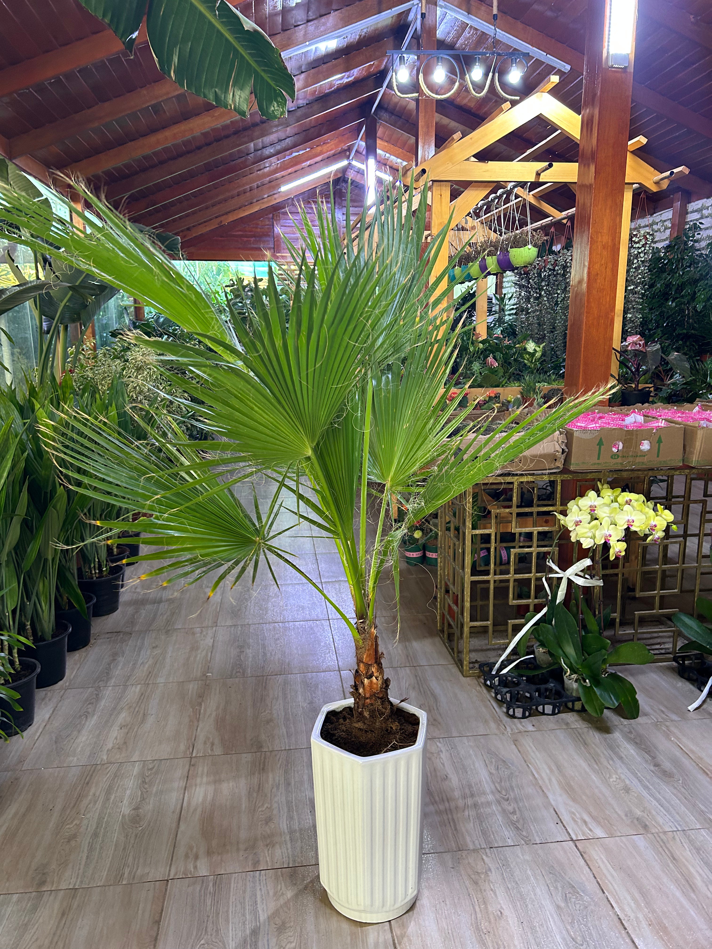 199DH Washintonia Big in Long Pot PROMO