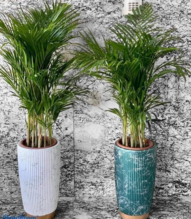 Office Plants Areca Medium (2pc) Bundle