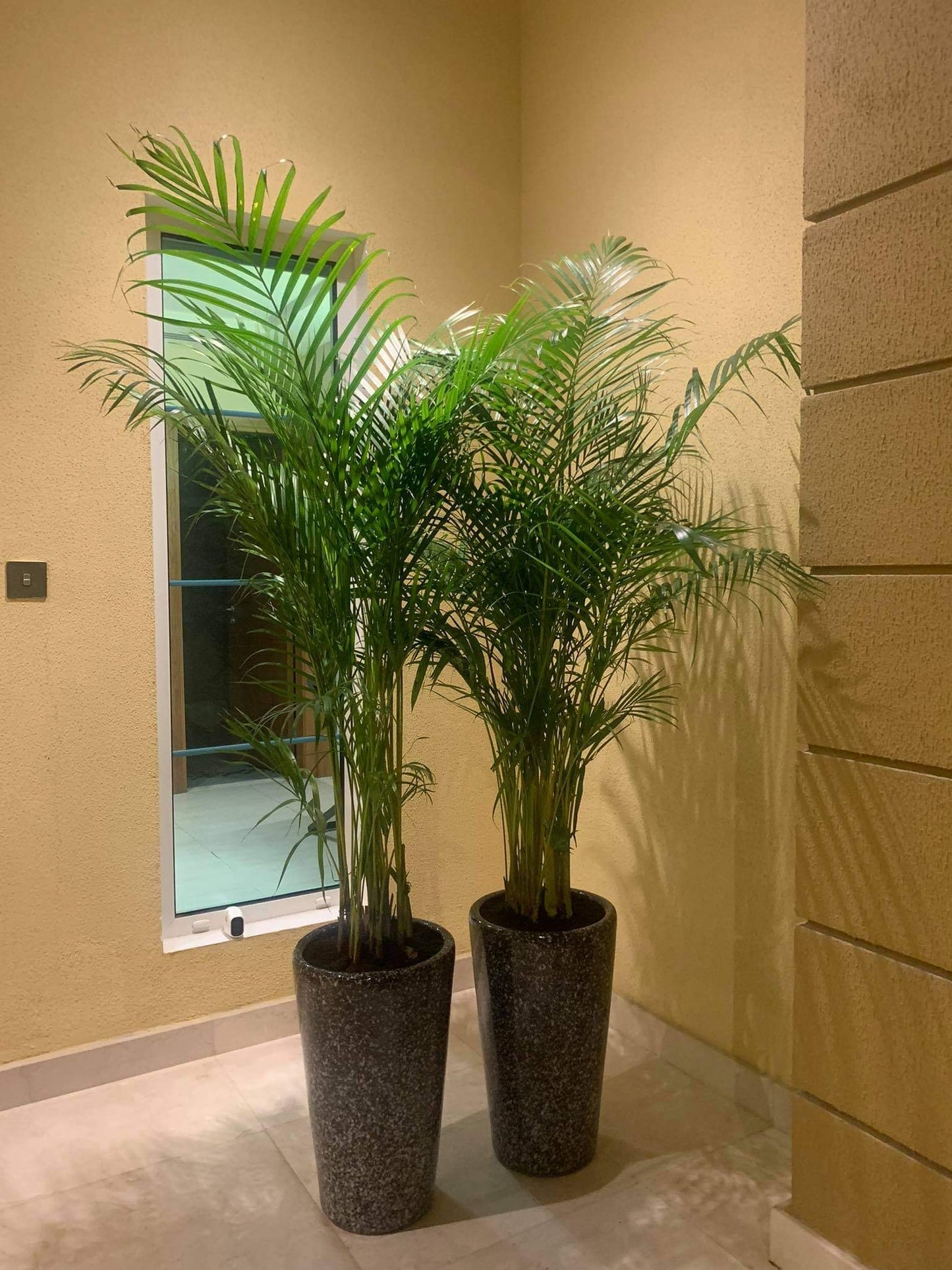 AA Office Plant Areca Medium (2pc) Bundle