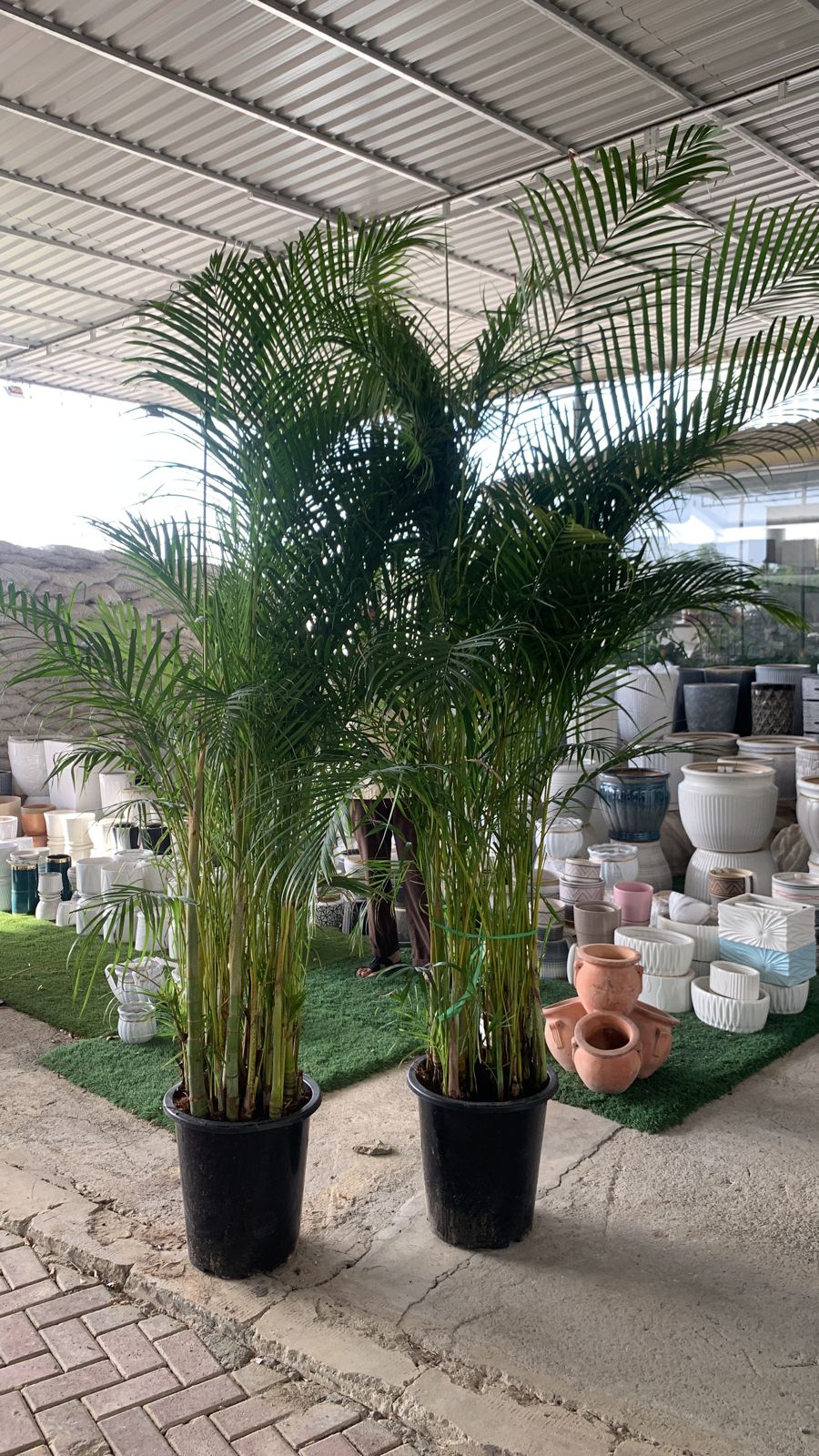 Areca Big Each in nursery pot