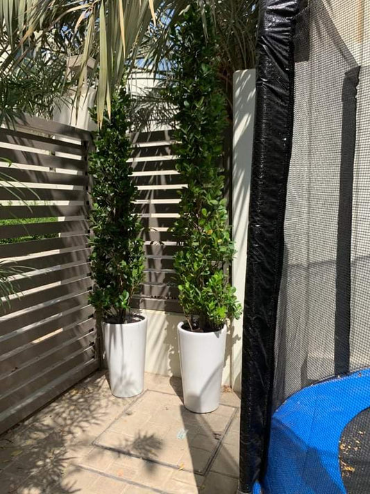 Cone Shape Ficus Each