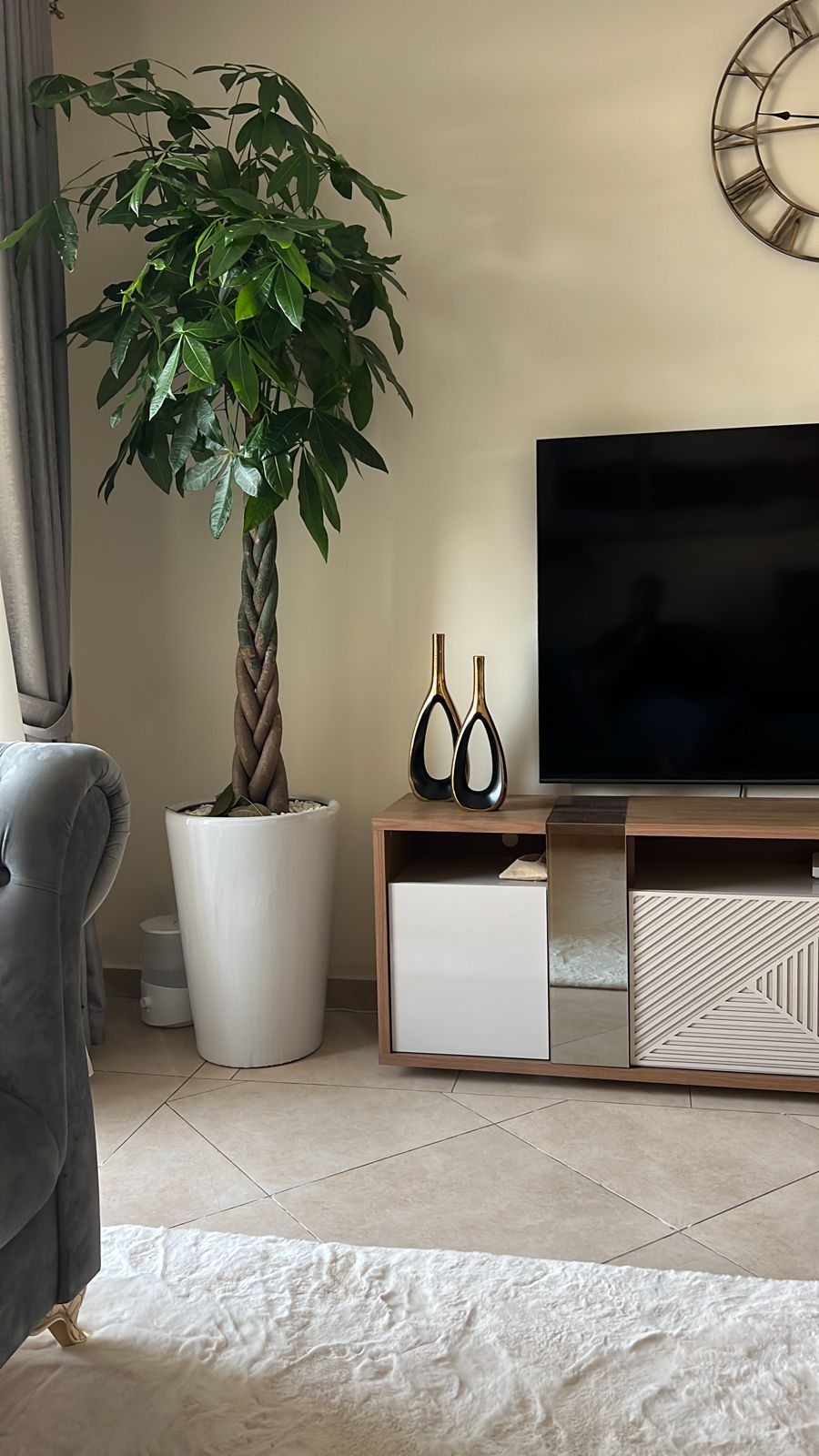 Office Plants Money Tree XL Twisted Feng Shui in White Pot