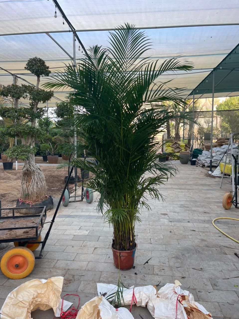 399DH Areca Large Each in nursery pot