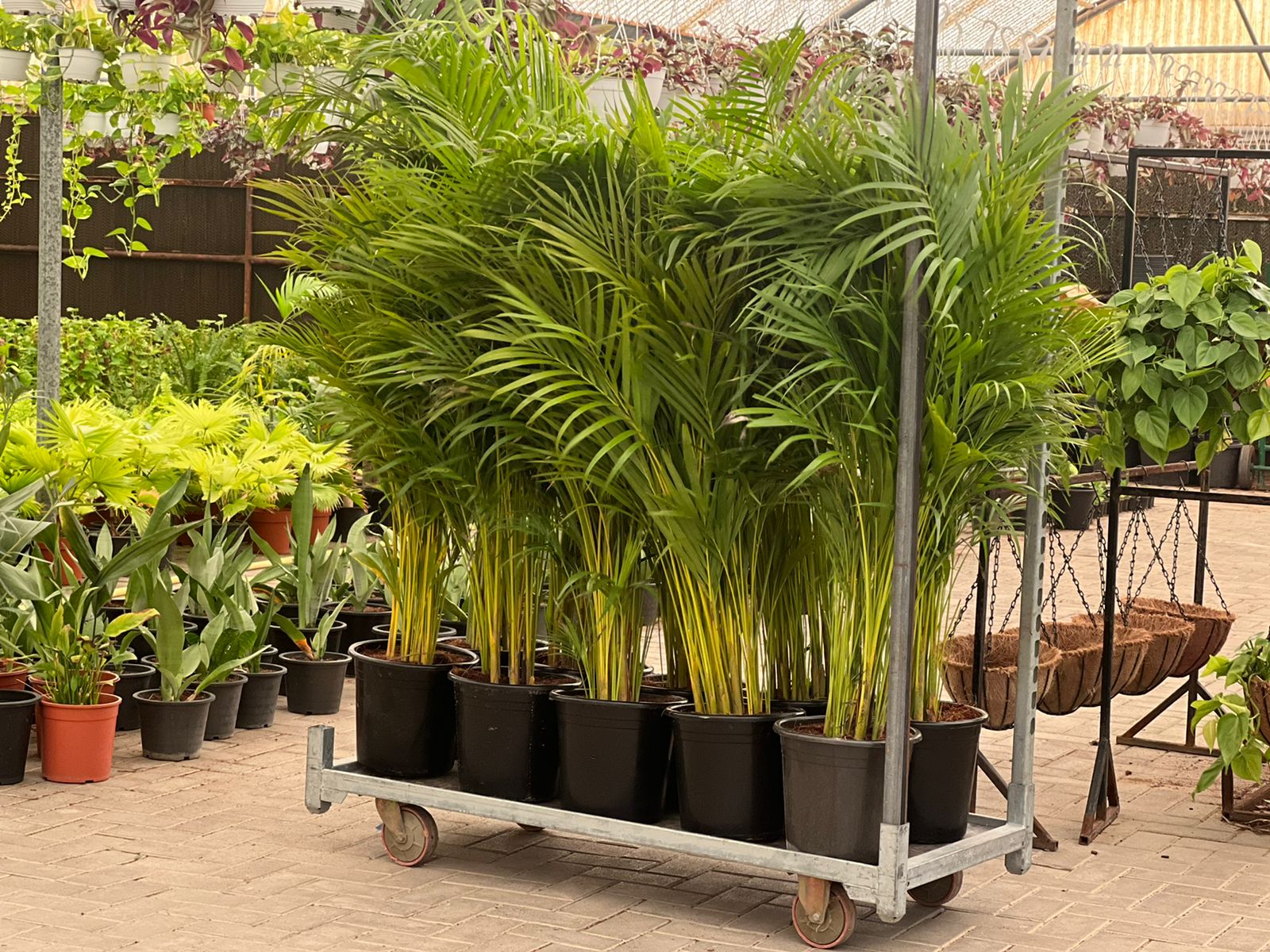 Areca Premium Buy 1 Take 1