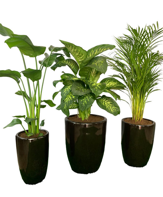Office Plant Premium Bundle in Black Low-Light