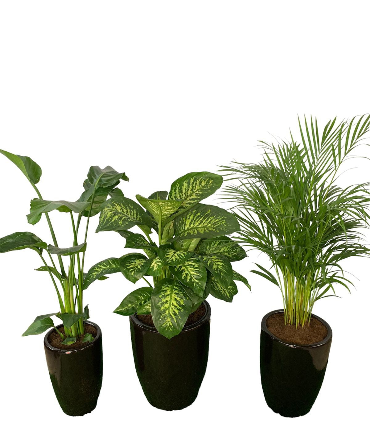 Office Plant Premium Bundle in Black Low-Light