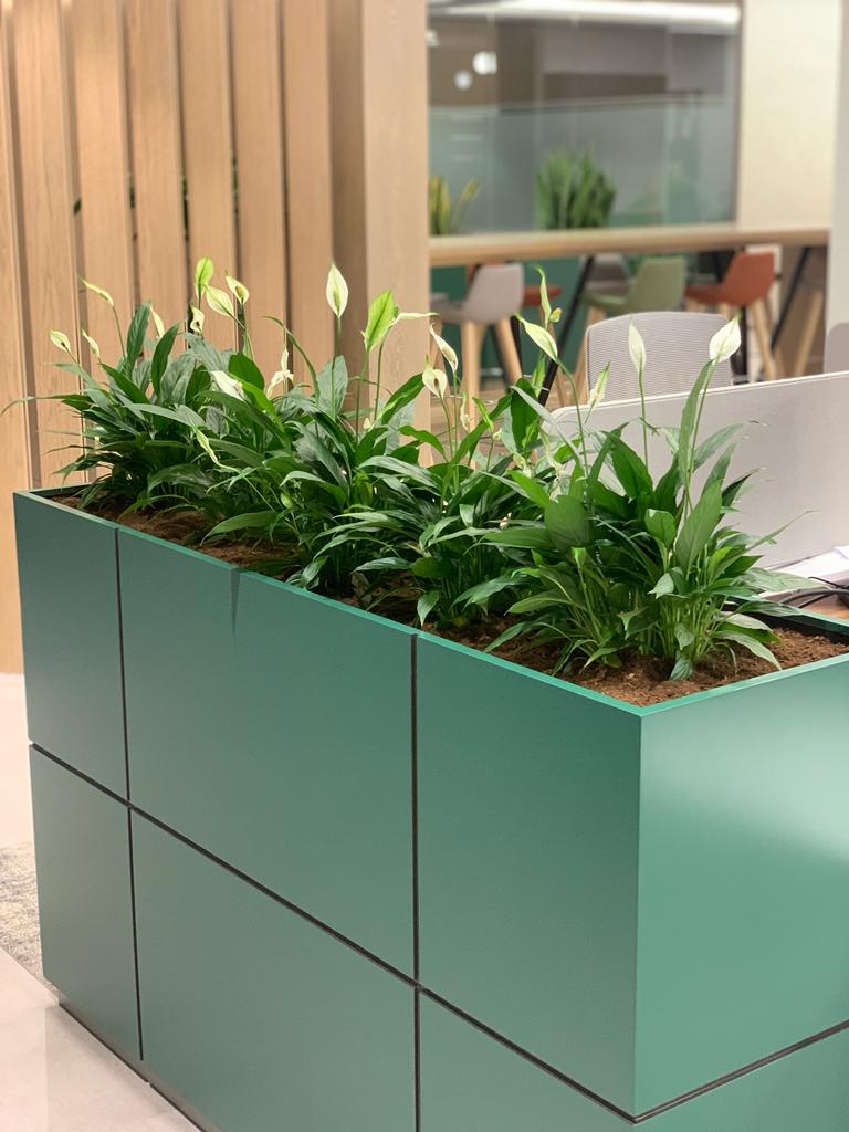 Office Plant Peace lily Arrangement