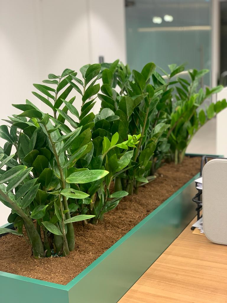 Office Plants Zizi Arrangement for Planter
