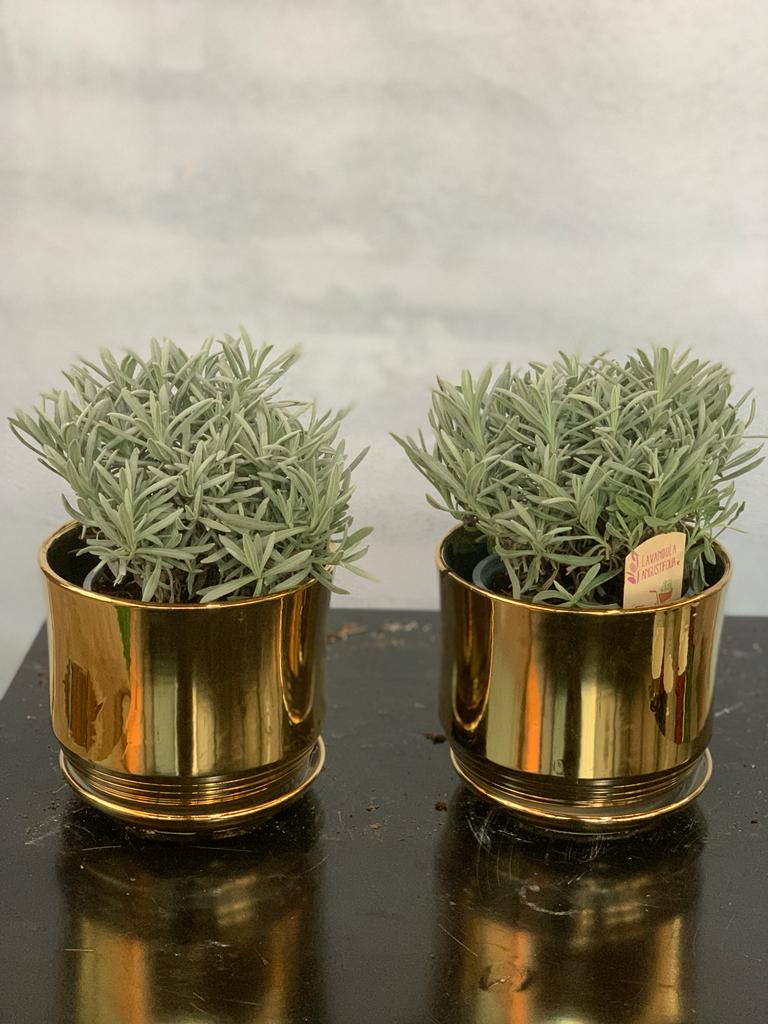 Lavender Table Plant Each Promo