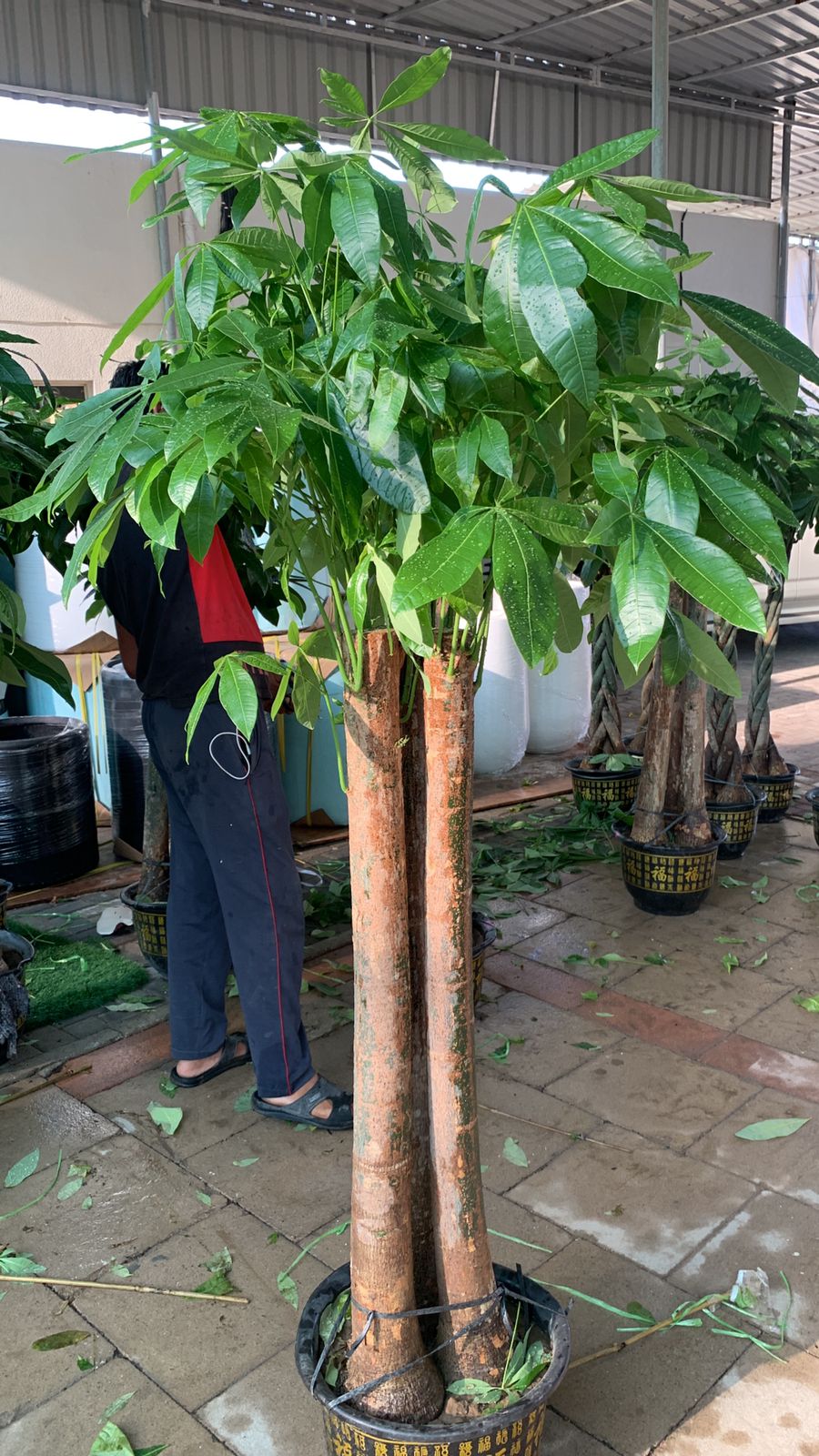 Bonsai Pachira Large in Nursery Pot