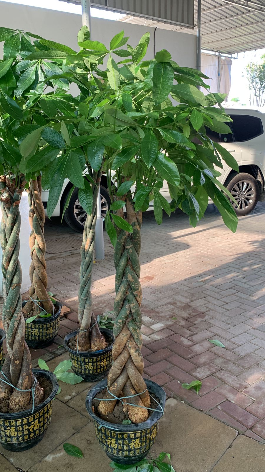 Pachira Large in Nursery Pot